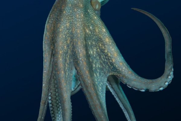 Kraken cc ссылка
